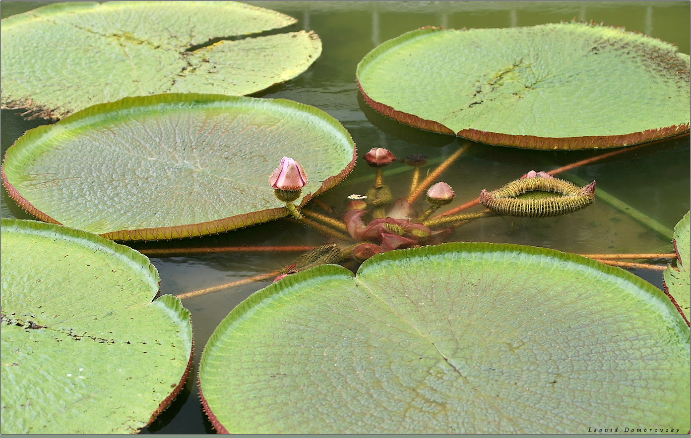 Victoria Regia