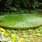 Victoria regia im Botanischen Garten der WWU Münster