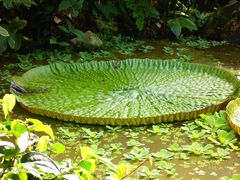 Victoria regia im Botanischen Garten der WWU Münster