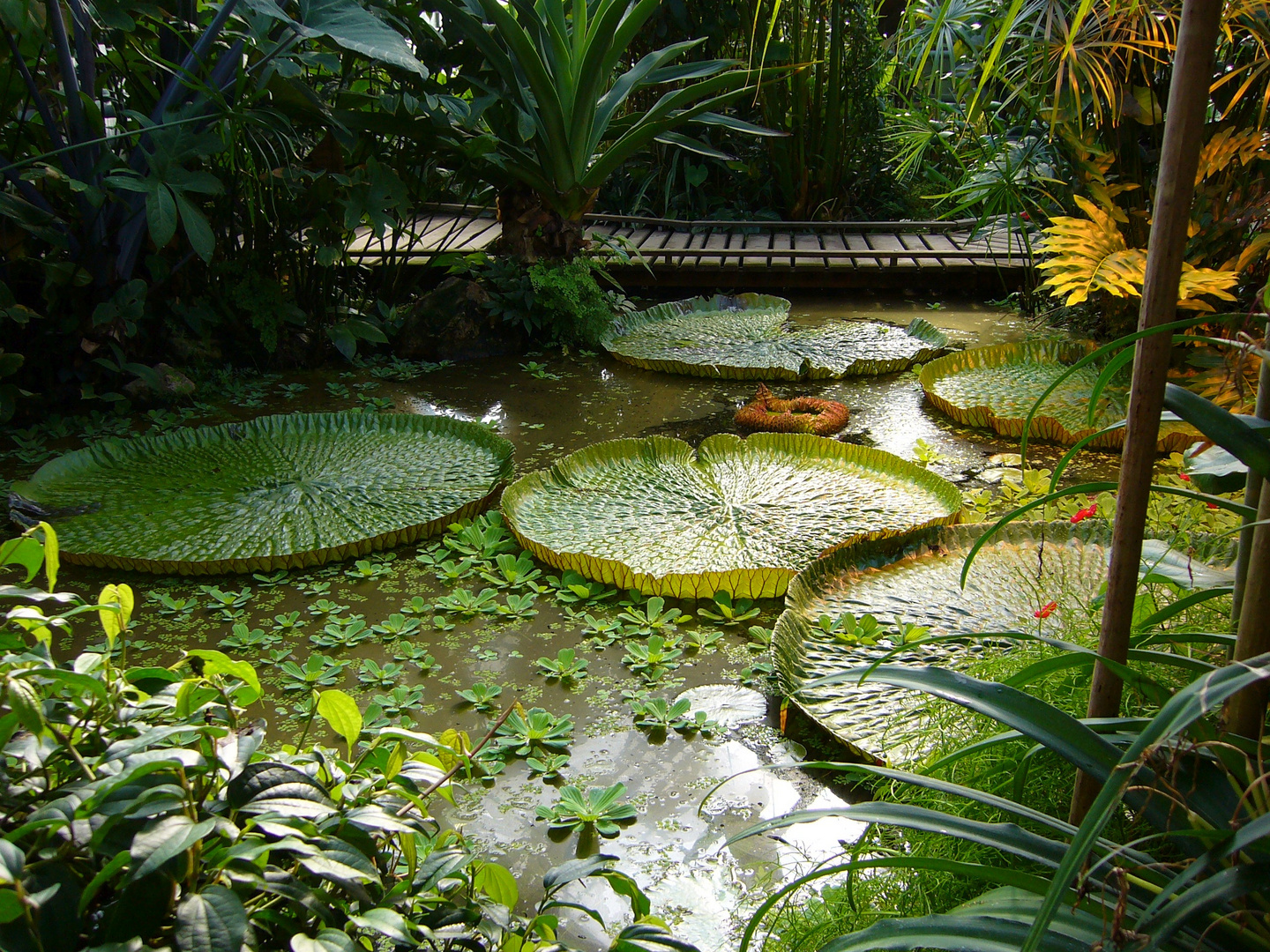 Victoria regia im Botanischen Garten der WWU Münster