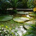 Victoria regia im Botanischen Garten der WWU Münster