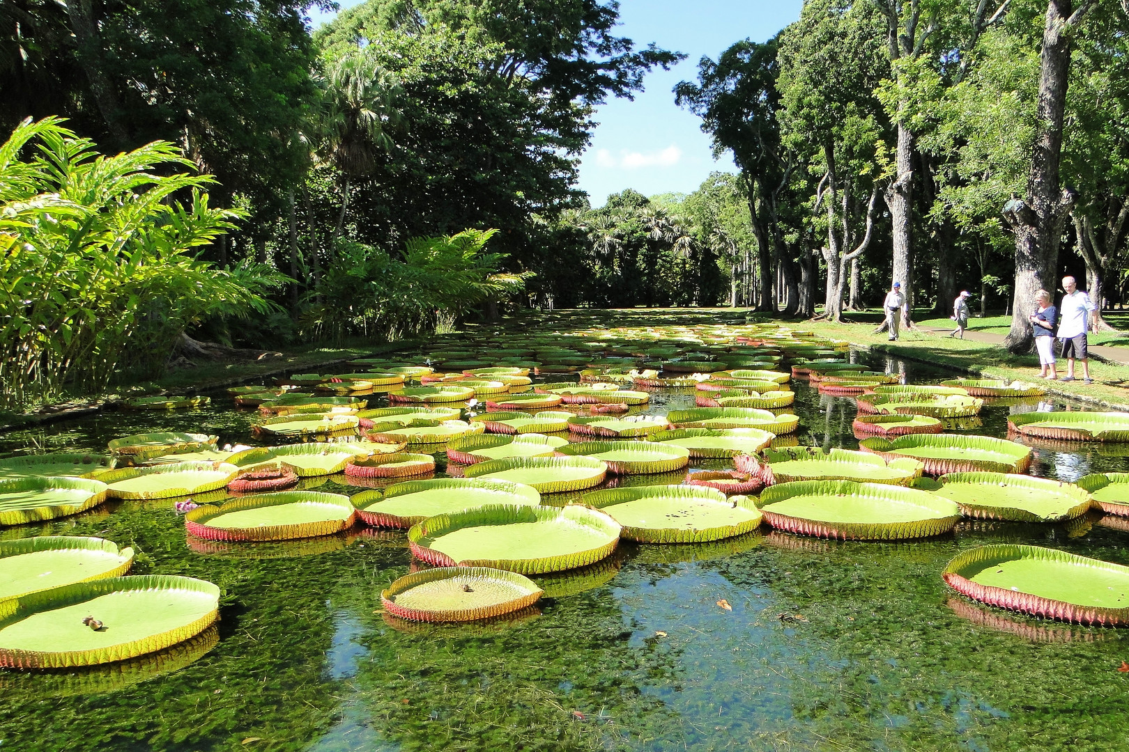 Victoria Regia/Mauritius