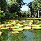 Victoria Regia/Mauritius