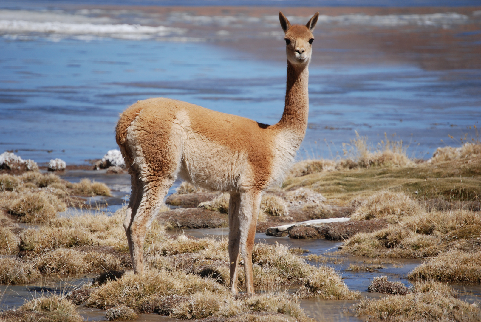 Vicuña