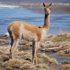 Vicuña