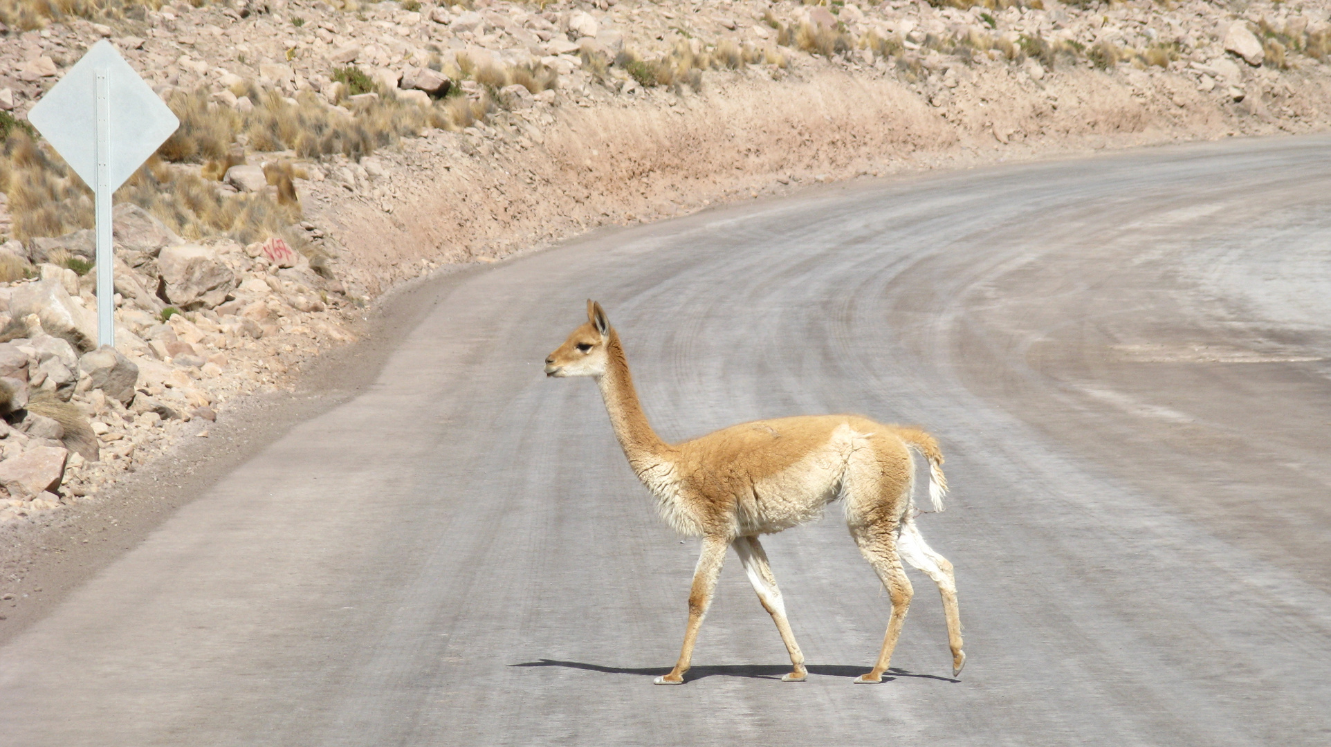 Vicuña 