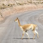 Vicuña 