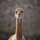 Vicuña