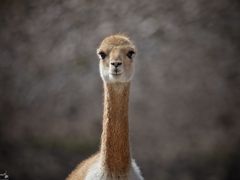 Vicuña