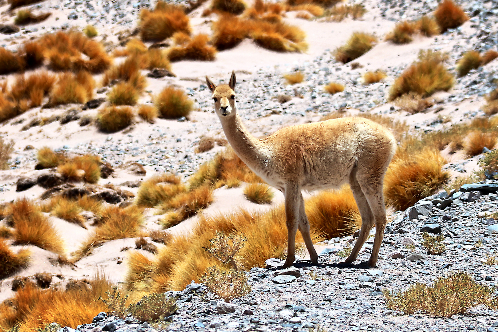 Vicuña