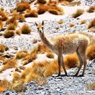 Vicuña