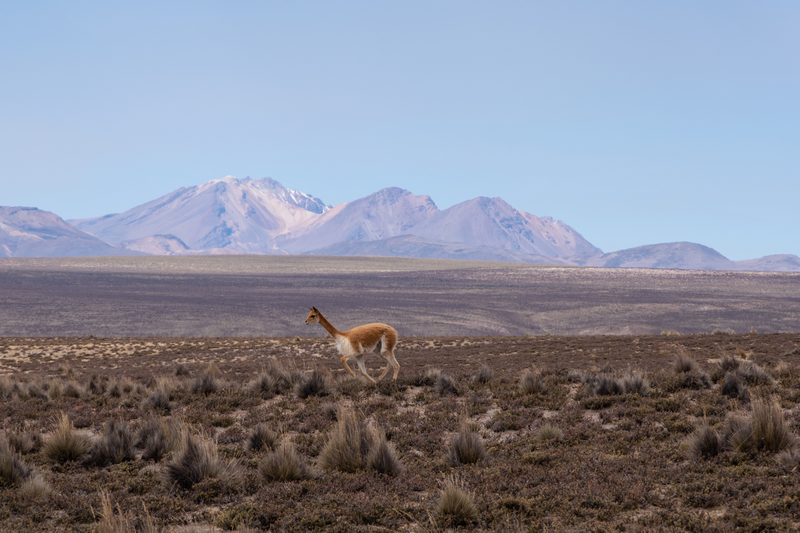 Vicuña