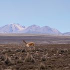 Vicuña