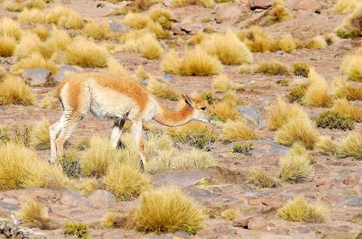 Vicuña