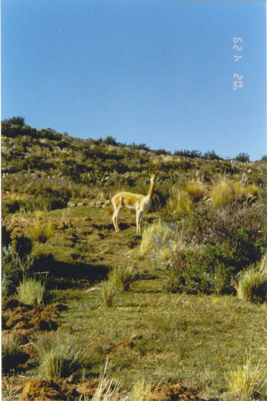 vicuña