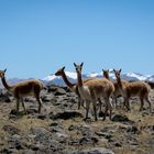 Vicuña