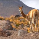 Vicuña, PN Lauca