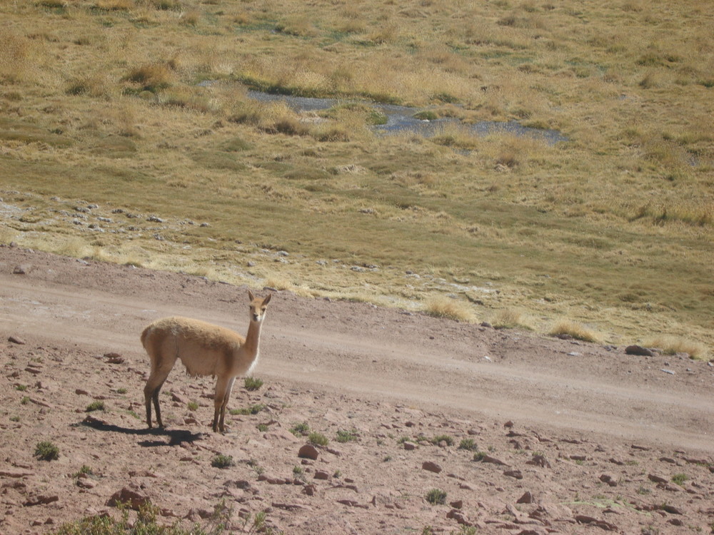 VICUÑA POSANDO