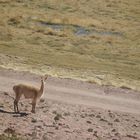 VICUÑA POSANDO