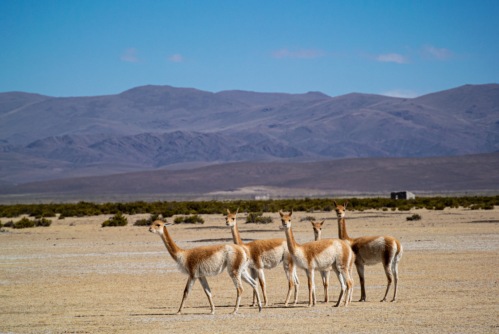 Vicuñas