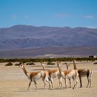 Vicuñas