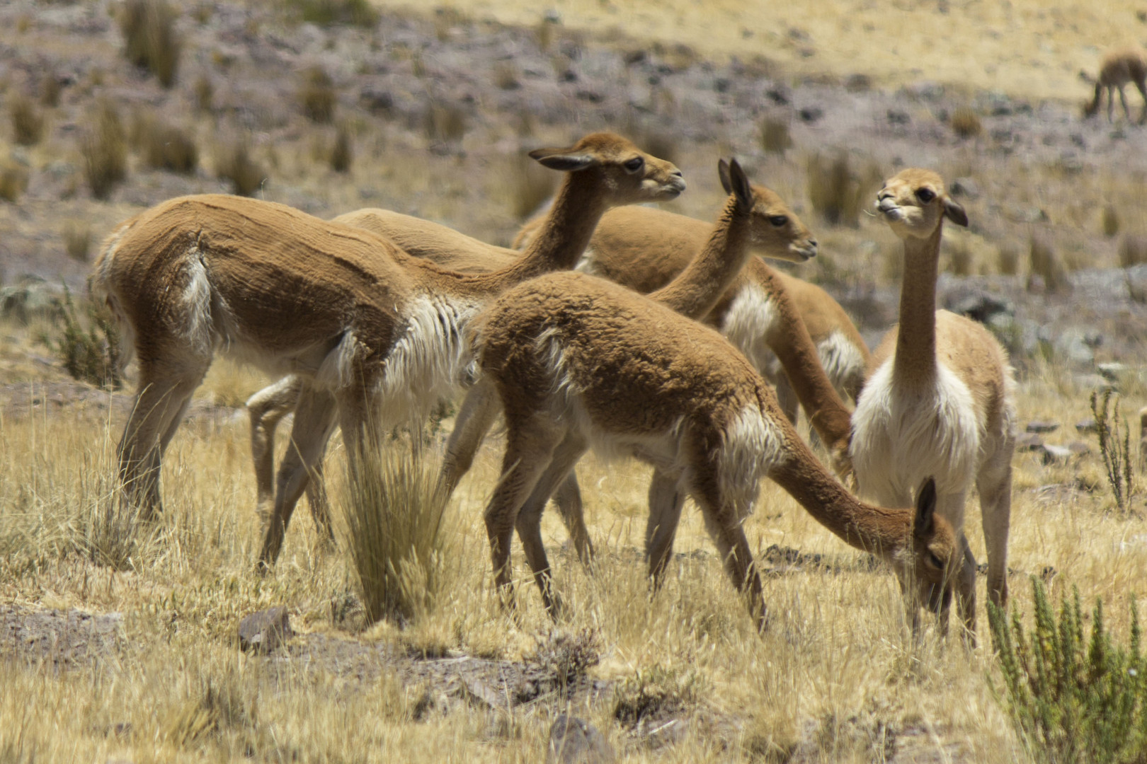 Vicuñas