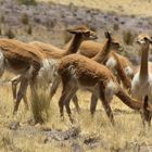 Vicuñas