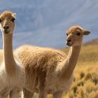 Vicuñas