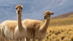 Vicuñas