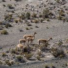 Vicuñas