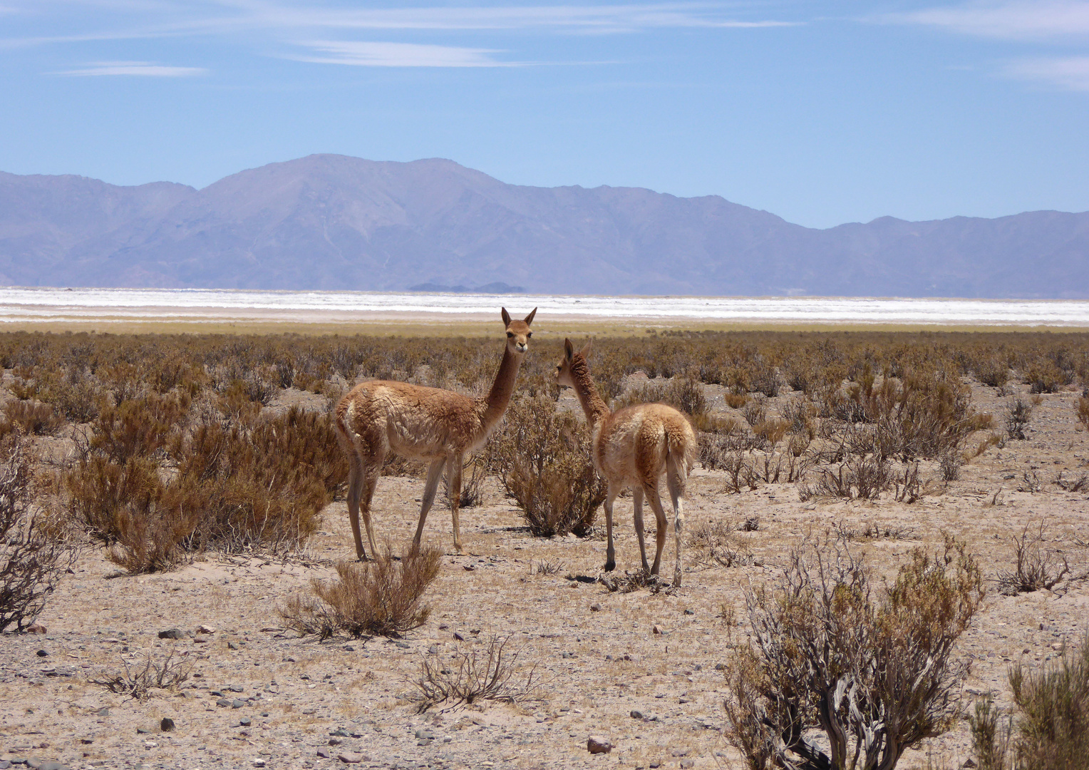 Vicuñas