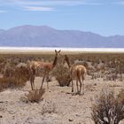 Vicuñas