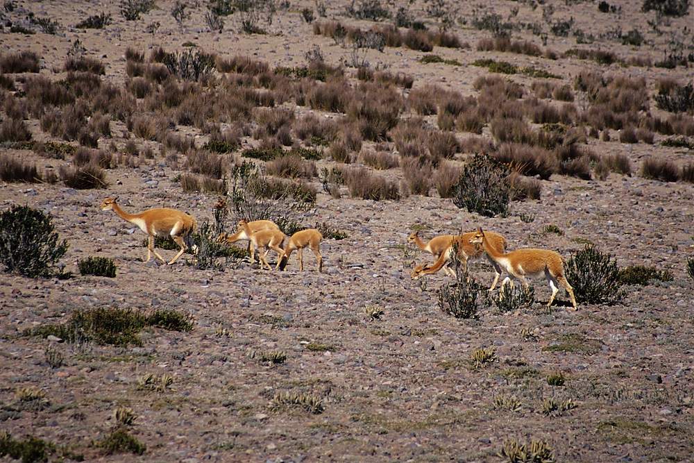 Vicuñas am Chimborazo