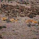 Vicuñas am Chimborazo