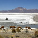 Vicuñas am Salar de Surire