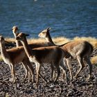 Vicuñas an der Laguna del Negro Francisco_Chile