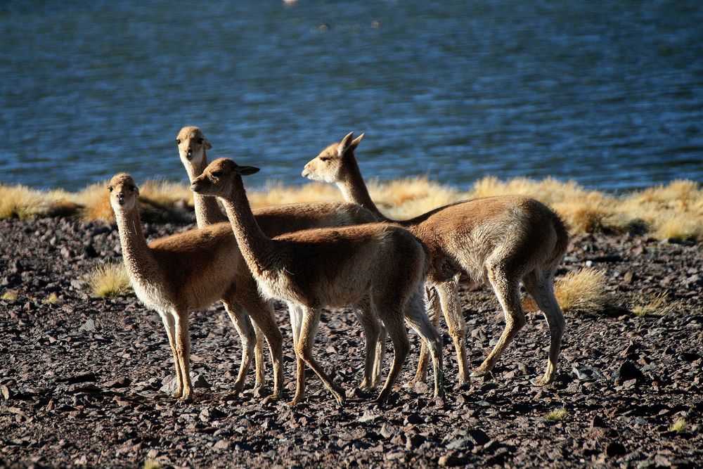 Vicuñas an der Laguna del Negro Francisco_Chile