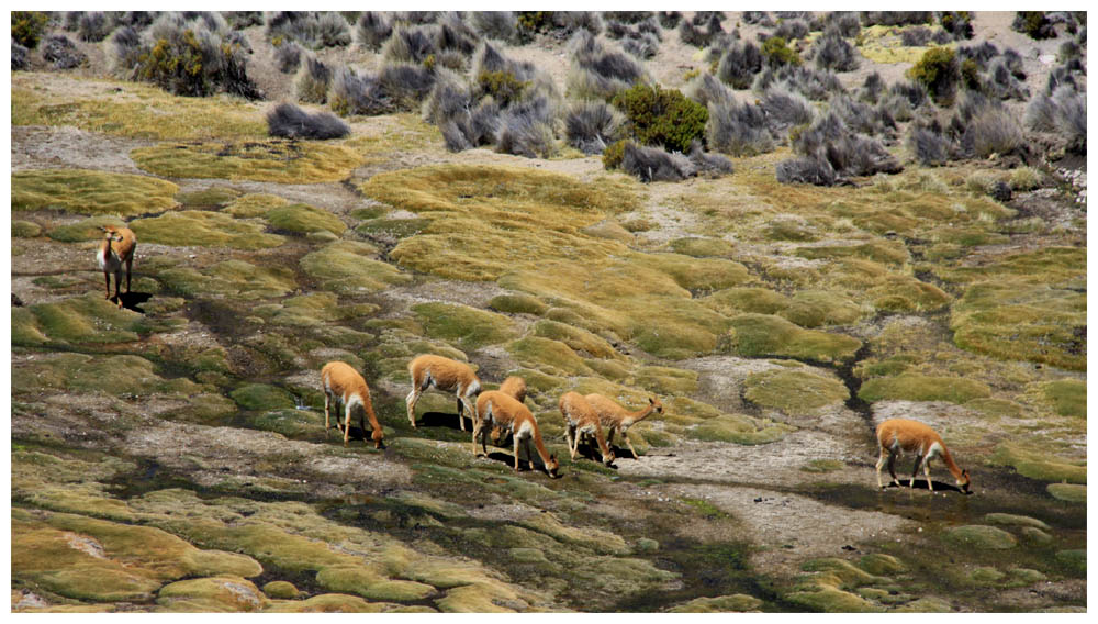 Vicuñas bei einem Bofedal im Lauca-Nationalpark