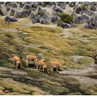 Vicuñas bei einem Bofedal im Lauca-Nationalpark