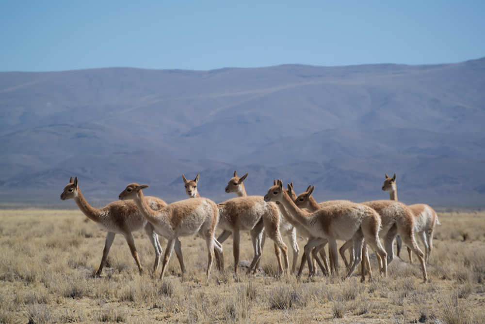 Vicuñas