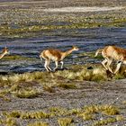 Vicuñas de los seismiles