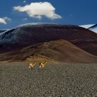 Vicuñas de los seismiles II