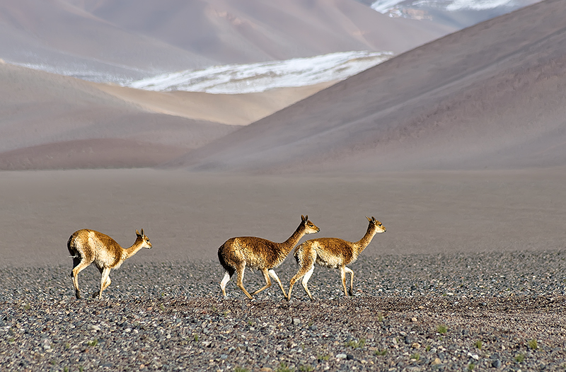 Vicuñas de los seismiles III