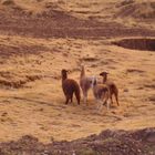 Vicuñas en Grupo