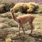 vicuñas