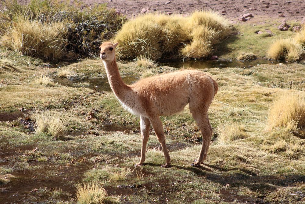 vicuñas