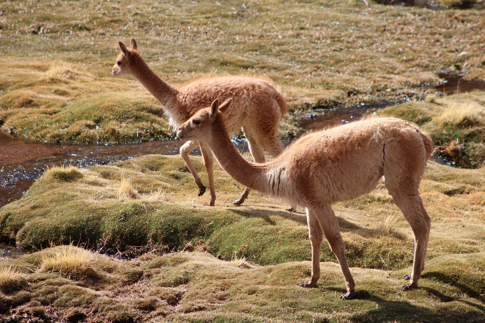 vicuñas