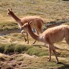 vicuñas