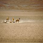 Vicuñas in ihrem Element