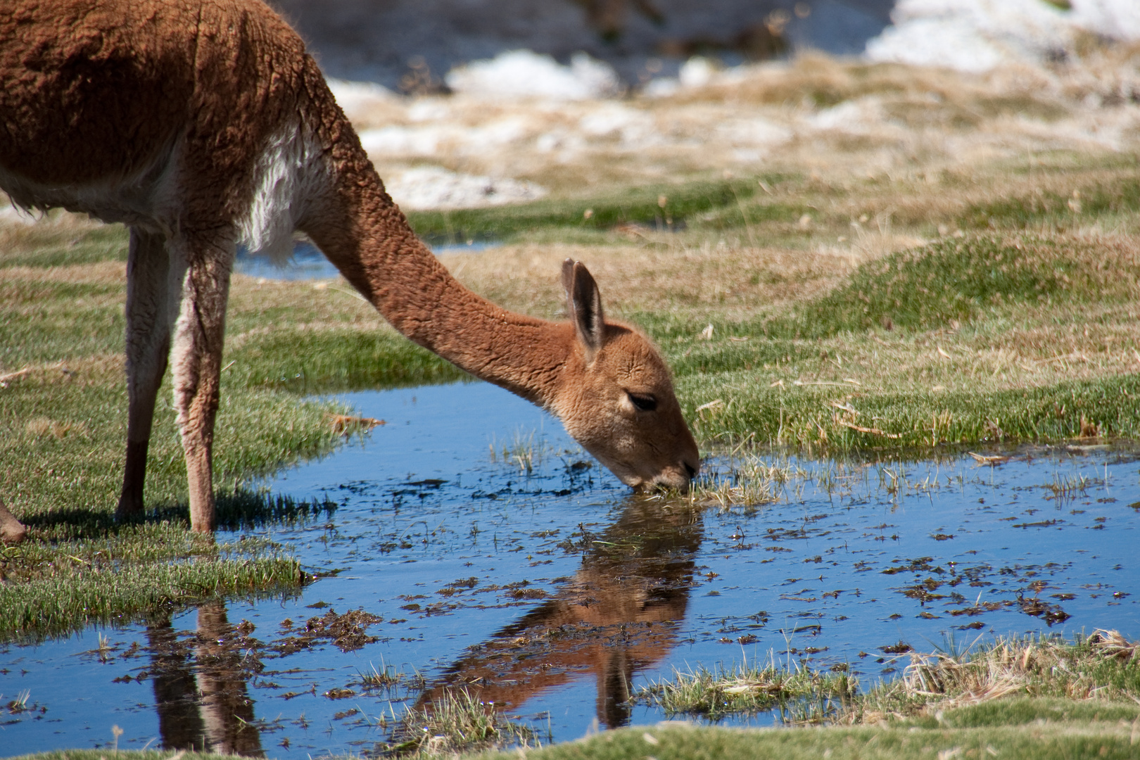 Vicuna